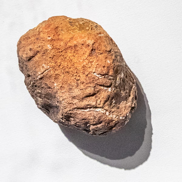 מאובן של צואת דינוזאורים